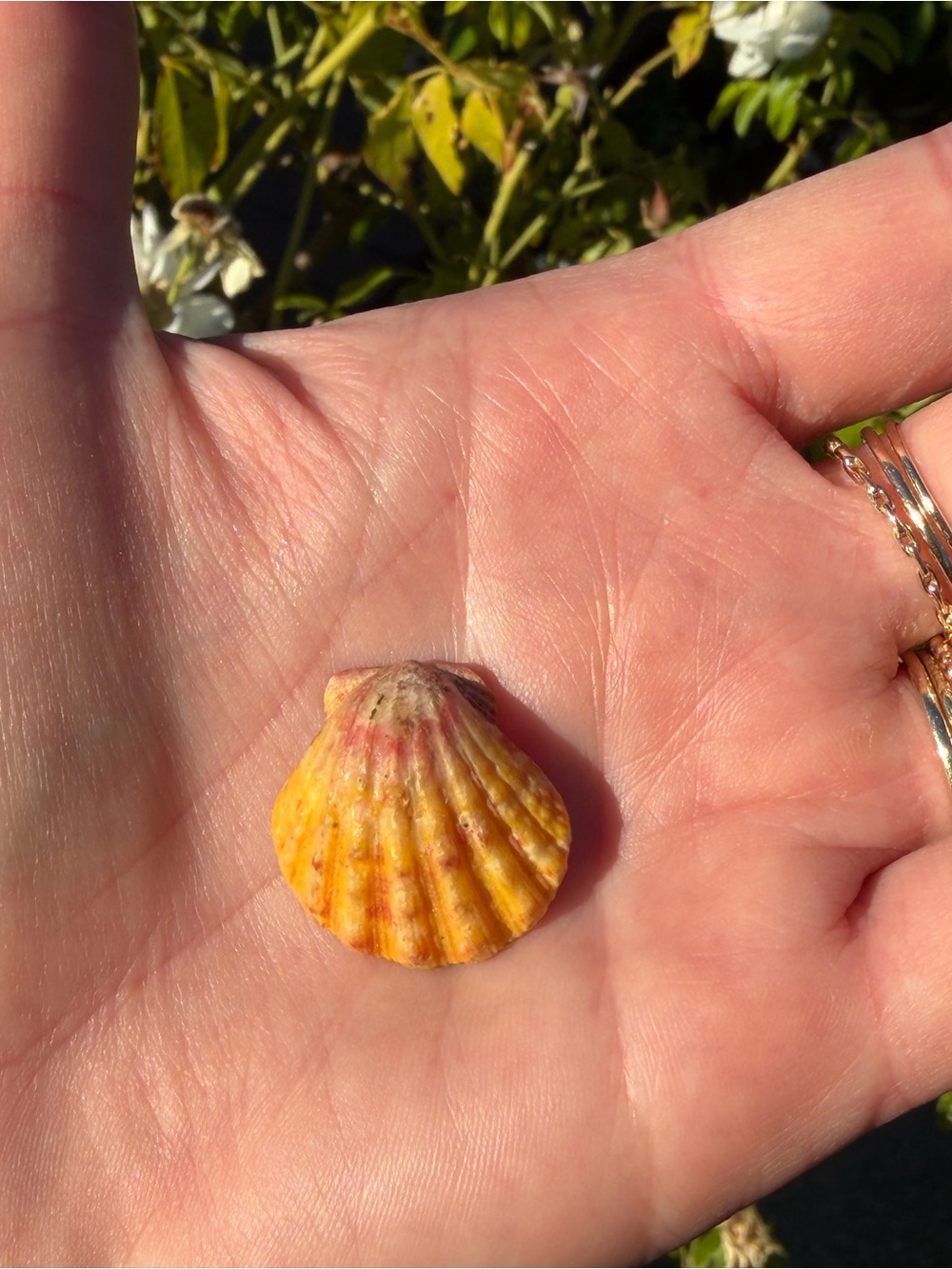Sunrise shell - Picture 4 of 5